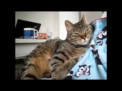 cat แปลว่า Mysli & Granny