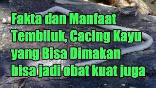 Fakta dan Manfaat Tembiluk, Cacing Kayu yang Bisa Dimakan