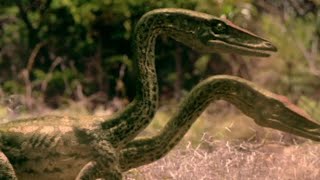 Coelophysis Vs Postosuchus