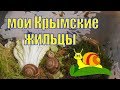 ВИНОГРАДНЫЕ УЛИТКИ/БРЕФУЛОПСИС ЦИЛИНДРИКА /Уход и содержание