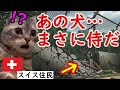 【海外の反応】日本の秋田犬、まさかの行動にスイス中が騒然…一体なにが!?スイス住民の涙が止まらなかった理由とは!?猫ミームで紹介。