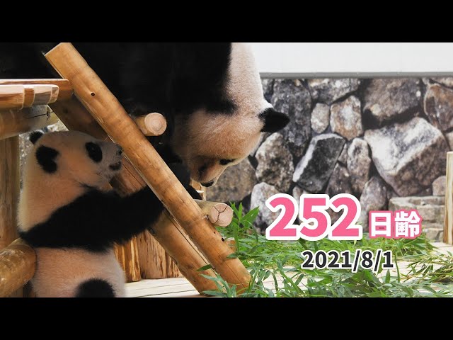 パンダの赤ちゃん（楓浜）】良浜が鬼の日（252日齢） - YouTube