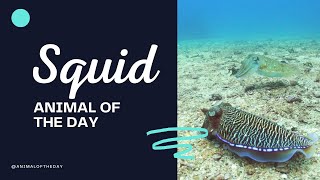 Squid -- Animal of the Day | Educational Animal Videos for Kids, Homeschoolers, and Teachers