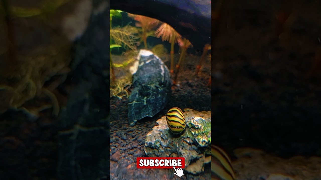 Aquarium Snails | Cleaning Crew in Fish Tank