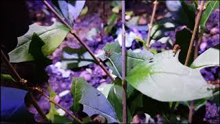Strongmen | Meet The Busy Leaf-cutter Ants! | TheDeepHull