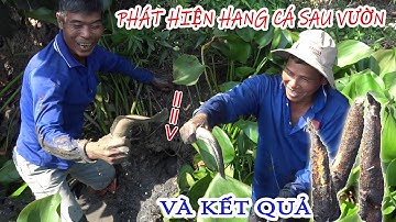 PHÁT HIỆN HANG CÁ PHÍA SAU VƯỜN NHÀ VÀ KẾT QUẢ | CÁ LÓC NƯỚNG TRUI. T281