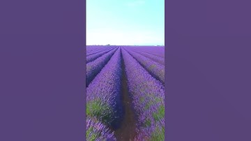 Thumbnail of Breathtaking Lavender Fields - Massive Fields of Gorgeous Flowers