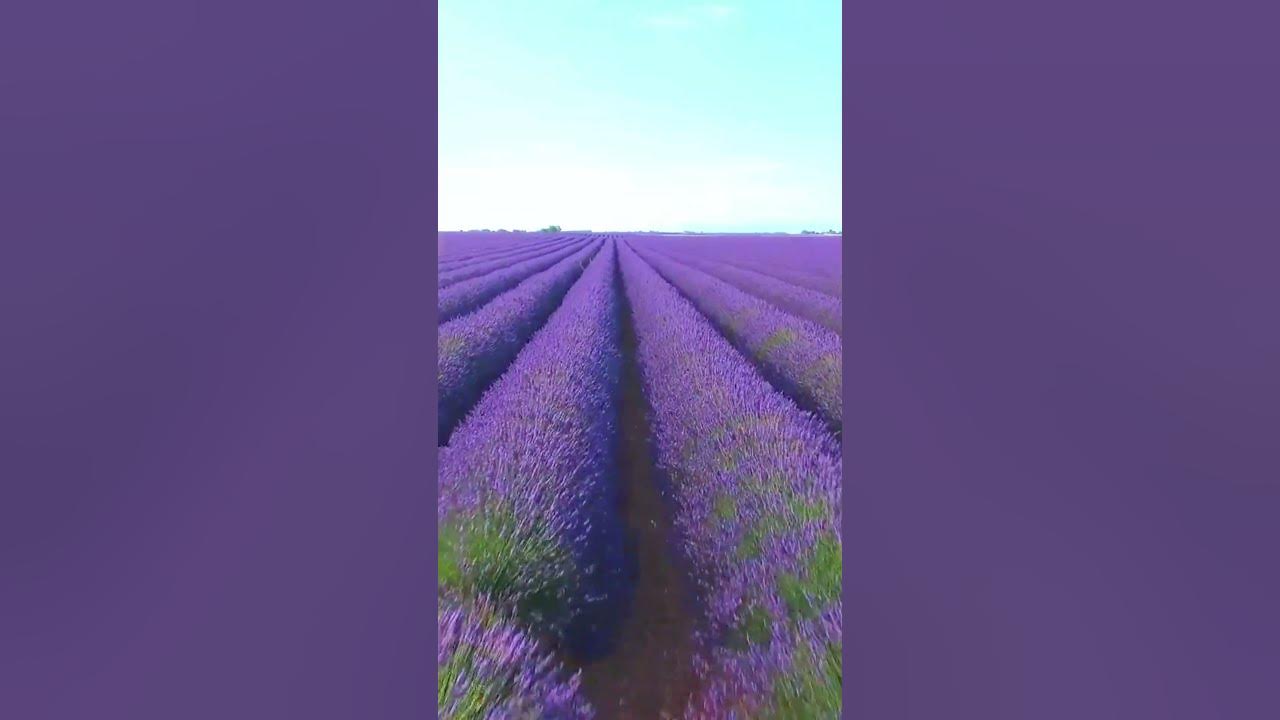 Breathtaking Lavender Fields - Massive Fields of Gorgeous Flowers