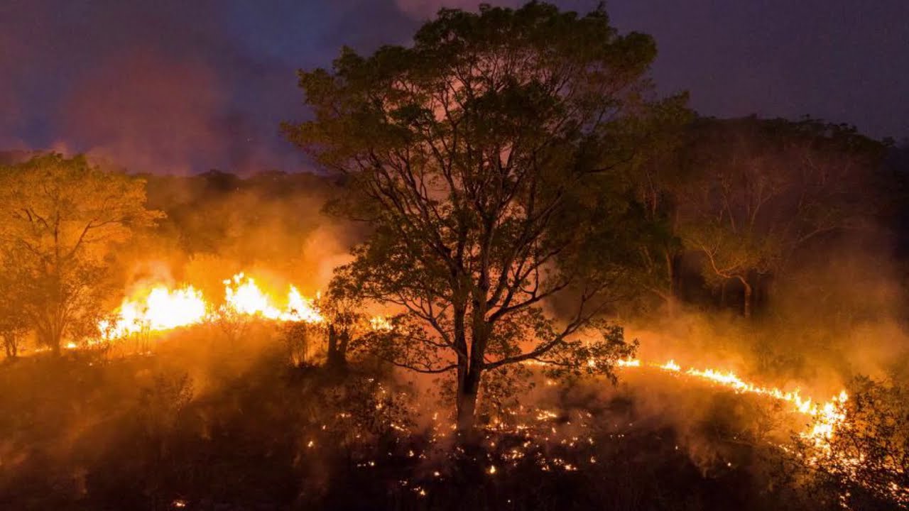 Pantanal em chamas - YouTube