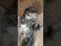 Влюбилась😍😘🤣😹#стэтхэм#cat #кот#aleks