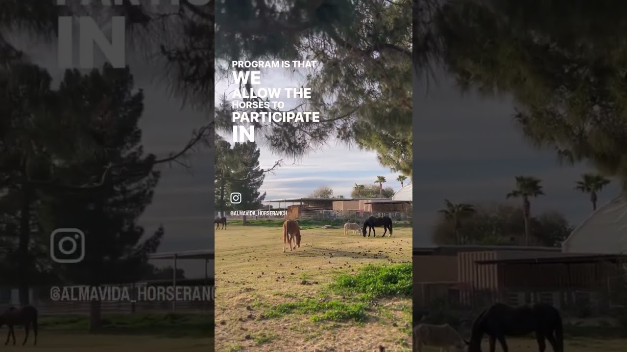 Equine Assisted Learning