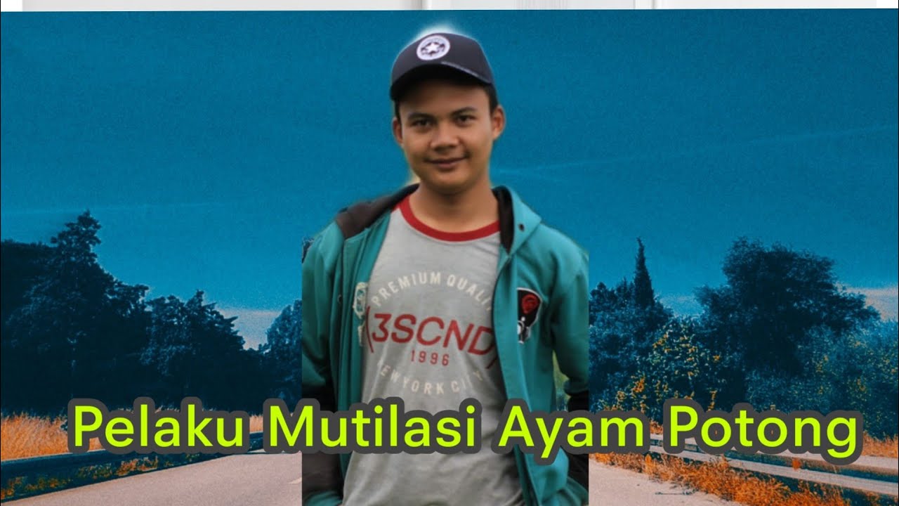 Cara potong ayam yang baik dan benar 