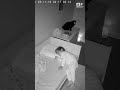 Bedside Sentinel: Cat Gently Pushes Sleepy Toddler Back from Bed's Edge | Night Vision 🛏️🐾 #Shorts