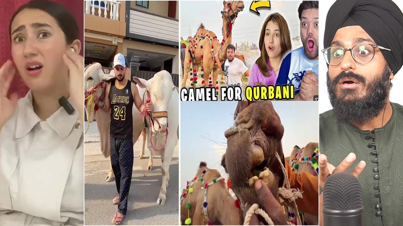 Indian Reaction to Pakistani Famous Tiktokers Qurbani for Eid | Raula Pao