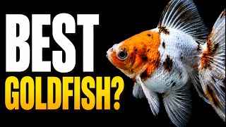 The Best and Worst Goldfish Breeds (Tier List)