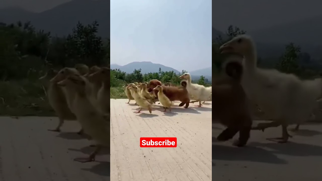 Cute little puppy dog playing with duck 🦆 adorable dog and duck 