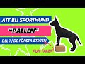 Valpträning Sporthund Pallträning Valpträning Sporthund Pallträning
