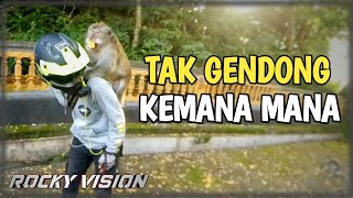 Monyet Disini Manja Banget Minta Makan Plus Gendong