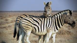 Diverse Namibia