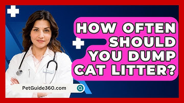 How Often Should You Dump Cat Litter? - PetGuide360.com