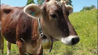 ANGON SAPI || SUARA LONCENG SAPI