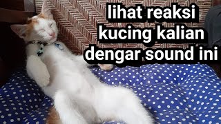 suara kucing betina marah
