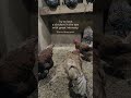 Existential Chickens, Day 25 - Plumae pulchrae