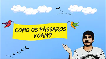 Como é que os pássaros voam?