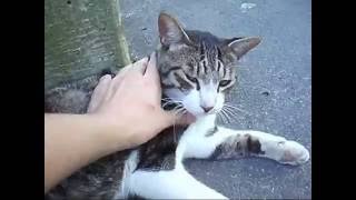 Stroking a Japan stray cat(Brawn tabby)