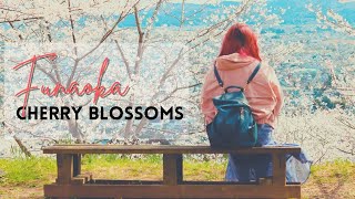The 1,200 Sakura Trees of Funaoka: The Cherry Blossom Spot in Japan You Need to See