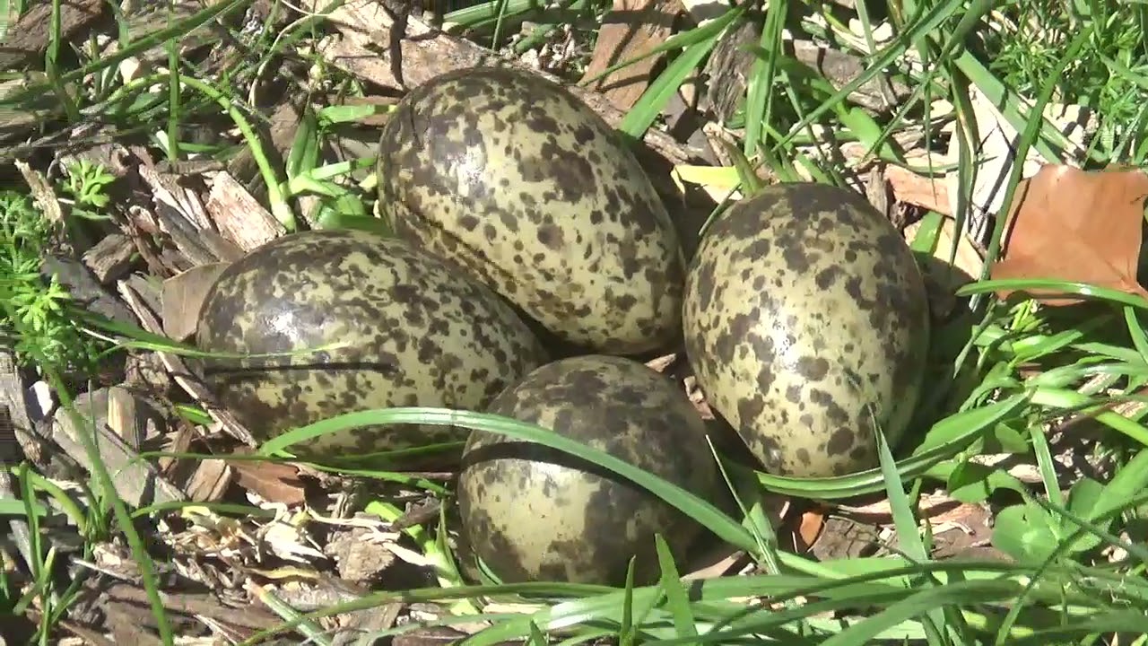 Masked Lapwing's Nest