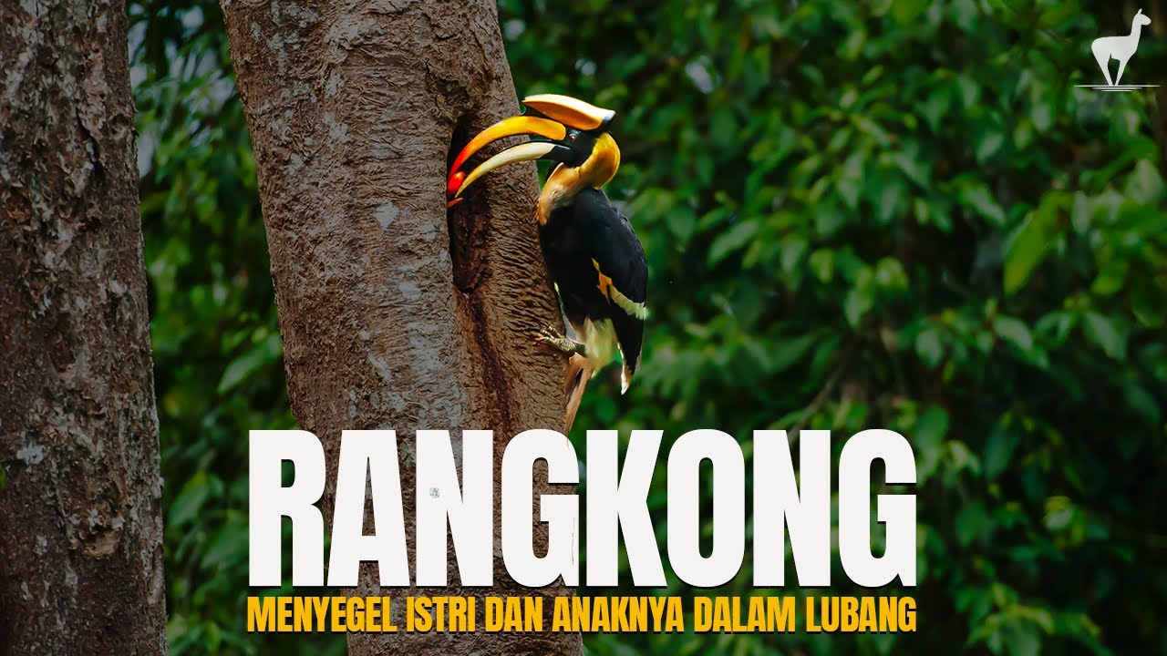 Rangkong: Ujian Cinta, Mengurung Istri dan Anaknya Demi Bertahan Hidup