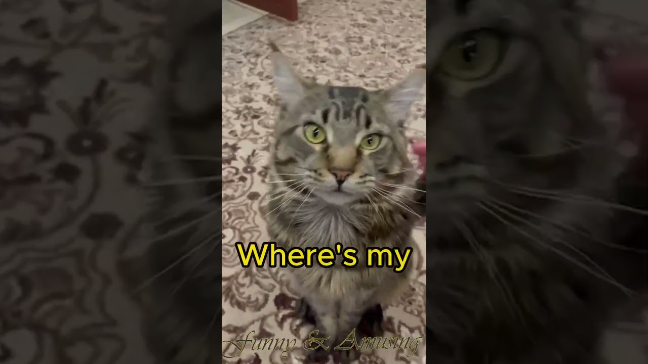 You won't believe your eyes! A Maine Coon cat does this!