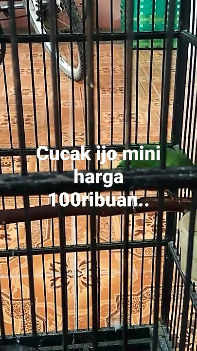 cucak ijo mini harga murah cuma 100ribuan🙂