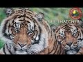 How to paint wildlife in pastels with Janet Thatcher I Colour In Your Life