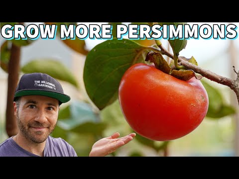 Video: Nežydintys persimonų medžiai – kodėl ant persimono medžio nėra vaisių