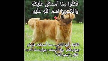 (يسألونك ماذا أحل لهم)سورة المائدة