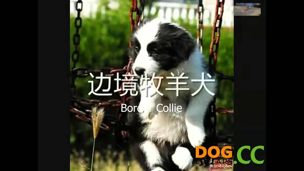 One Direction-The Introduction Of Type Of Dogs Breed[HD] - YouTube