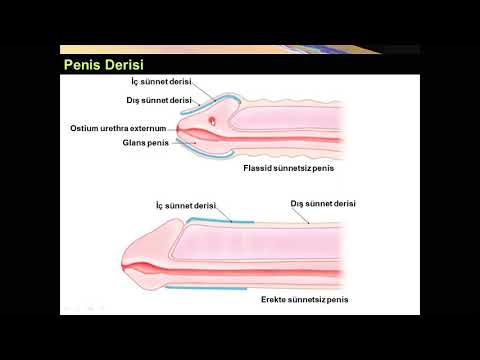 Penis Anatomisi