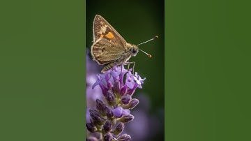 xploring Midjourney V5 Stylize Parameter: A Comparison using Brown-collared Skipper Butterfly Images