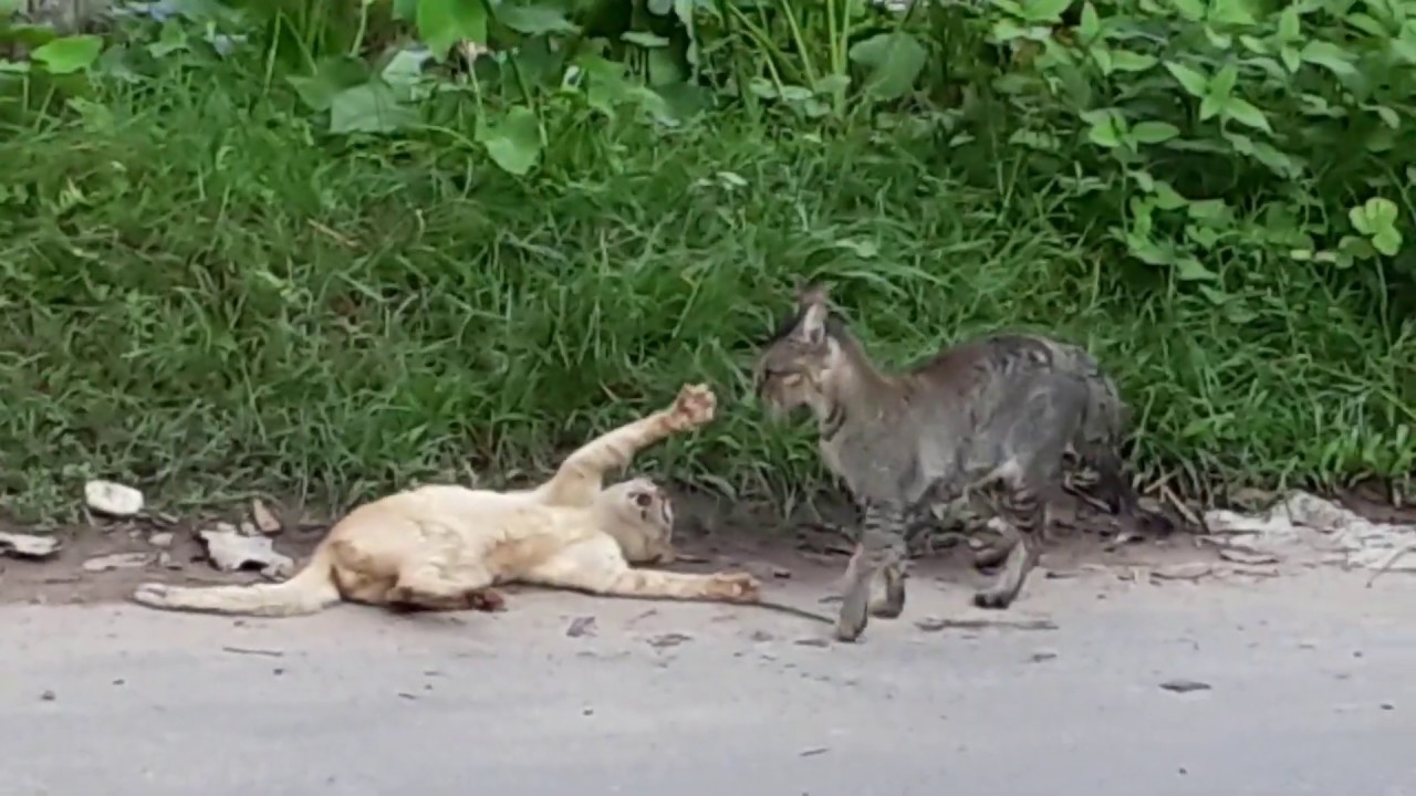 Cats fighting sounds ulsdedit