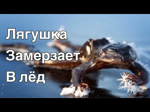 Древесная лягушка на Аляске зимой превращается в ледышку