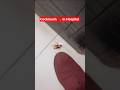 Real Cockroach 🪳 Party In Hospital #hospital #cjp #doctor #cockroach #icu #viral #decaying