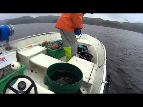 Video: Hvordan Lage Fisk: Dagens Triks