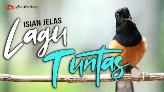 MURAI BATU GACOR PANCINGAN AMPUH CEPAT GACOR SIAP LOMBA