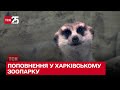 🐾 У Харківському зоопарку народилися маленькі сурикати