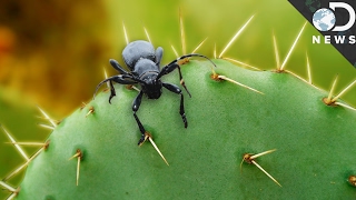 The Ingenious Ways Plants Defend Themselves The Ingenious Ways Plants Defend Themselves