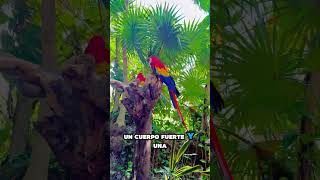 El guacamayo escarlata es una de las aves más hermosas e inteligentes de América. #Guacamayo