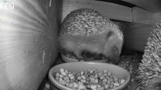Courting Hedgehogs in feedstation 4 May 24