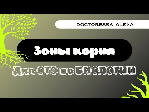 Зоны корня | БИОЛОГИЯ ОГЭ 2023